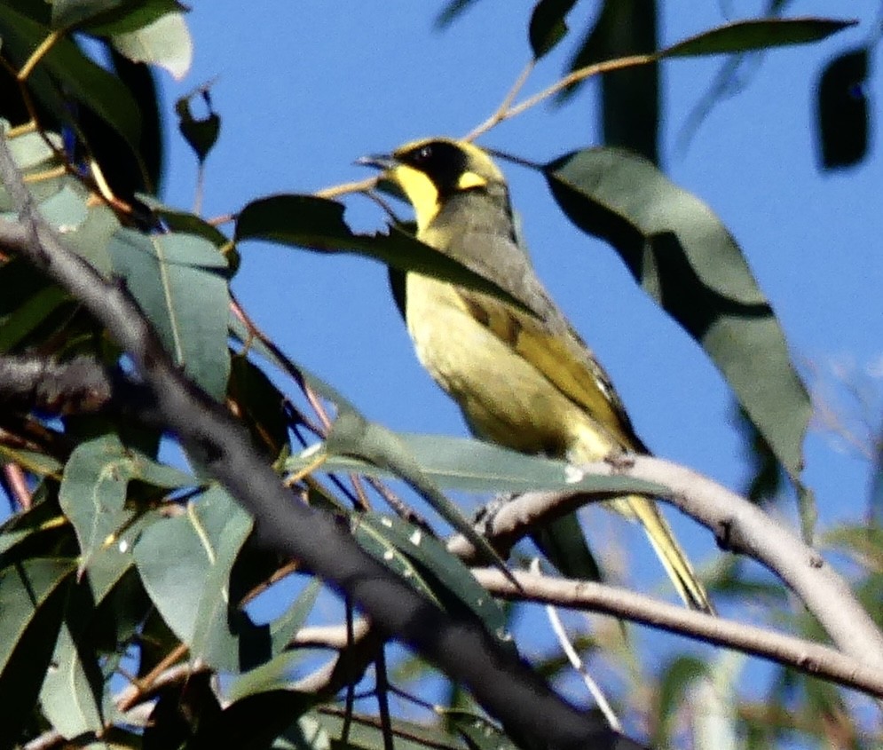 Yellow-tufted Honeyeater - ML642316620