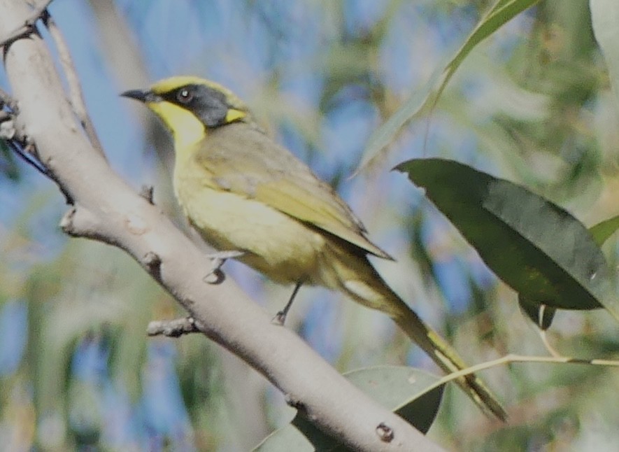 Yellow-tufted Honeyeater - ML642316621