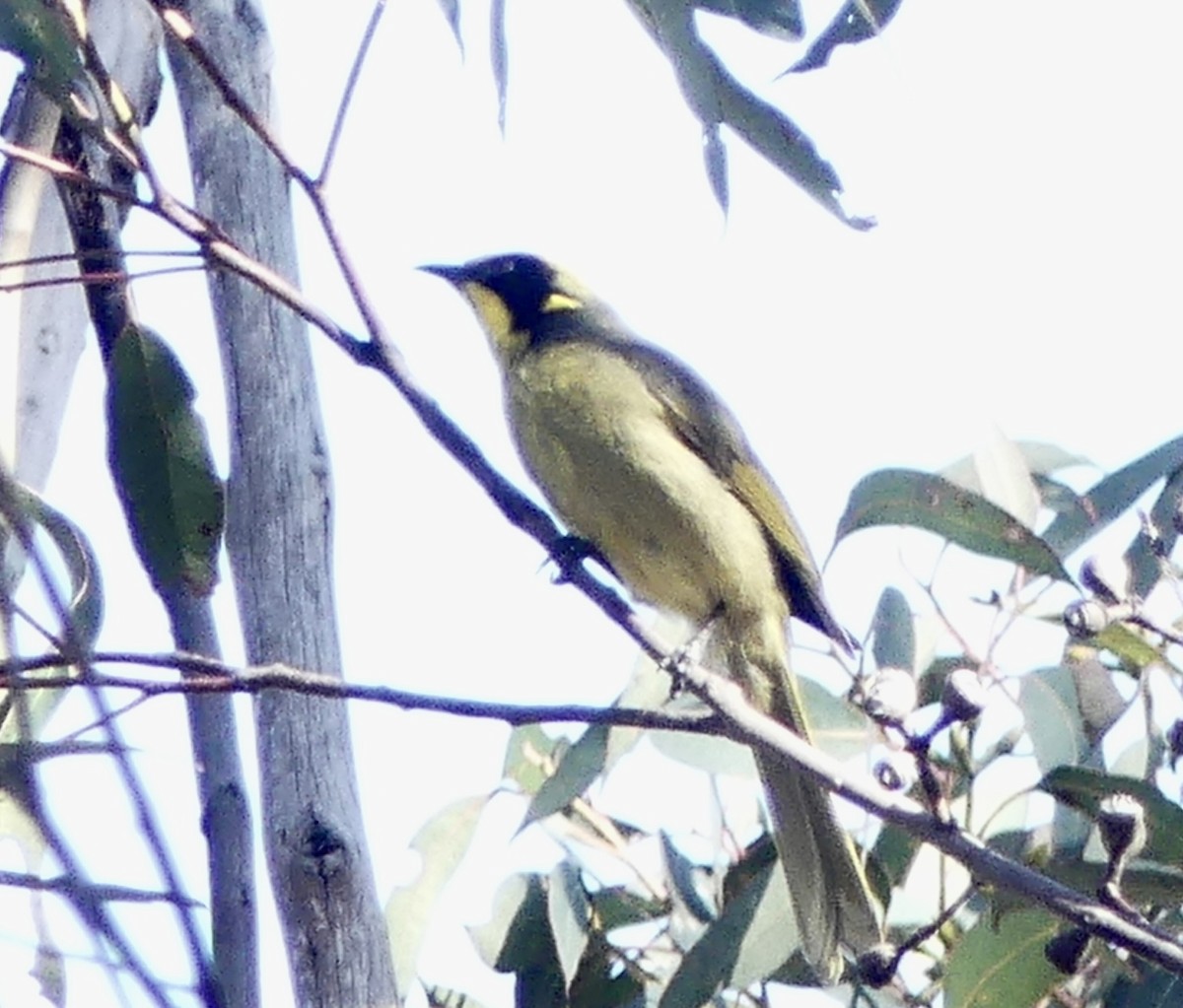 Yellow-tufted Honeyeater - ML642316622