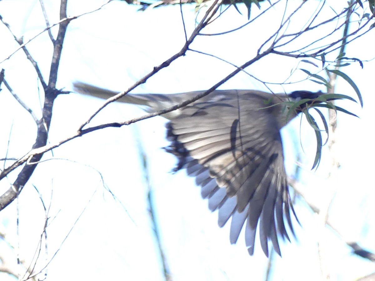 Noisy Friarbird - ML642316626
