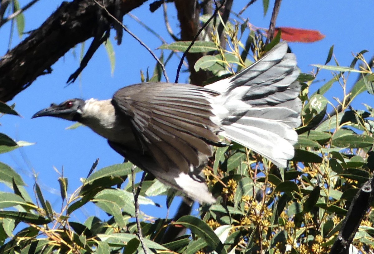 Noisy Friarbird - ML642316627