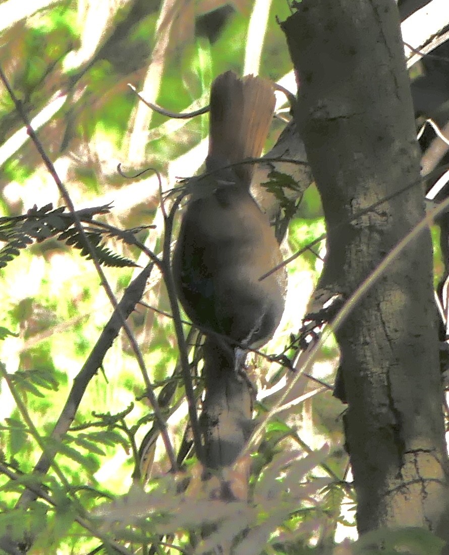 White-browed Scrubwren - ML642316628