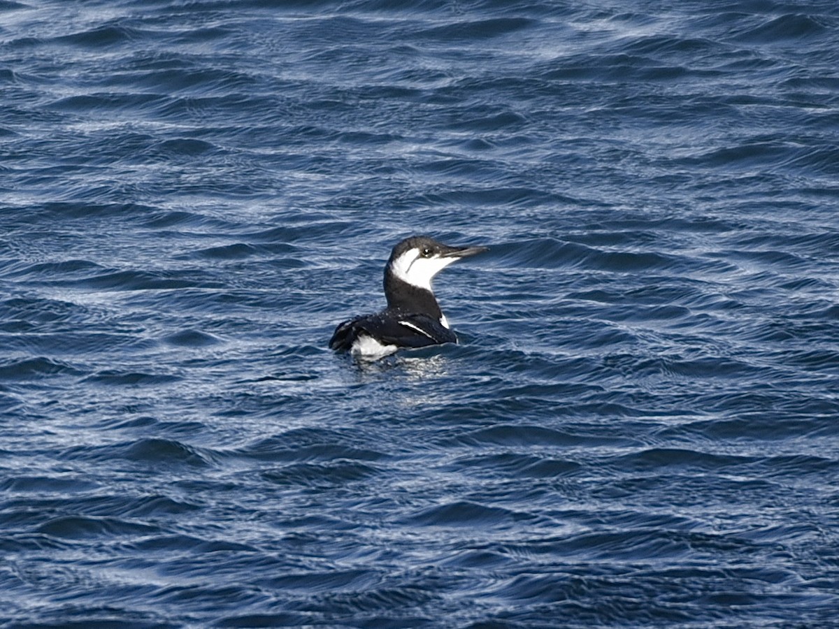 Common Murre - ML642316629
