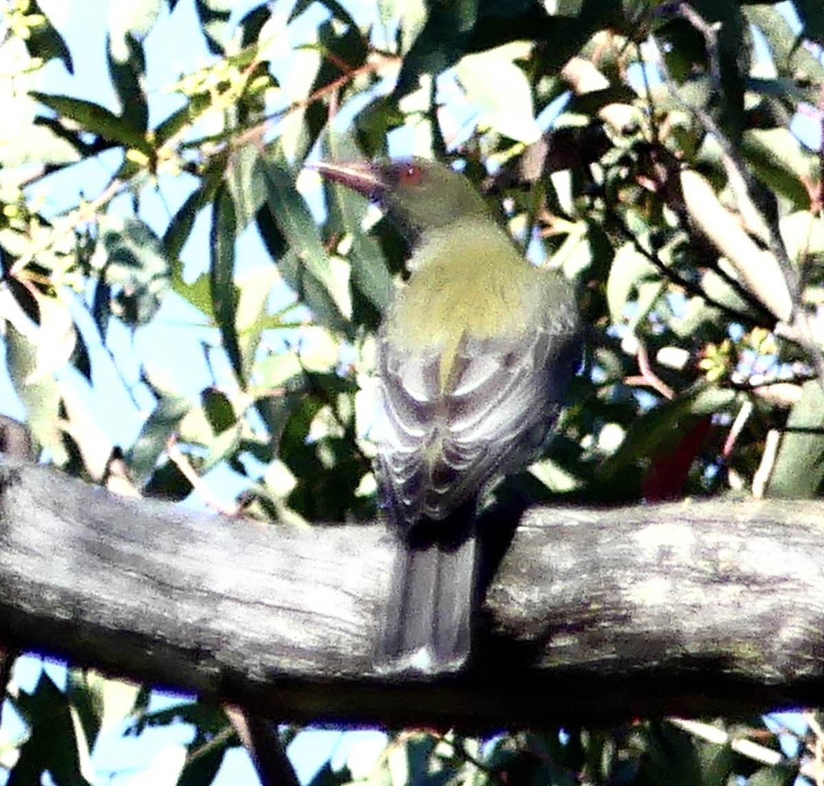 Olive-backed Oriole - ML642316632
