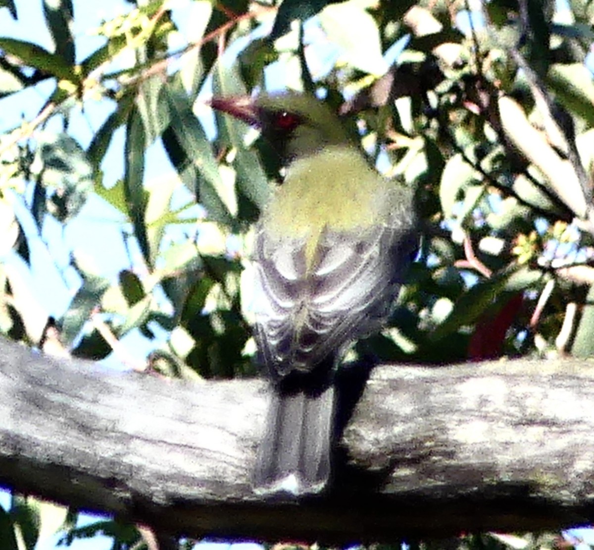 Olive-backed Oriole - ML642316633