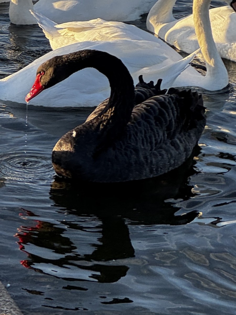 Black Swan - ML642316640