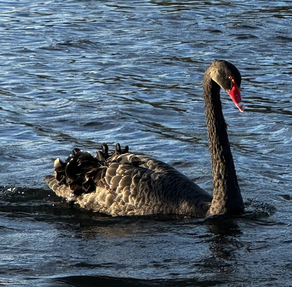 Black Swan - ML642316641