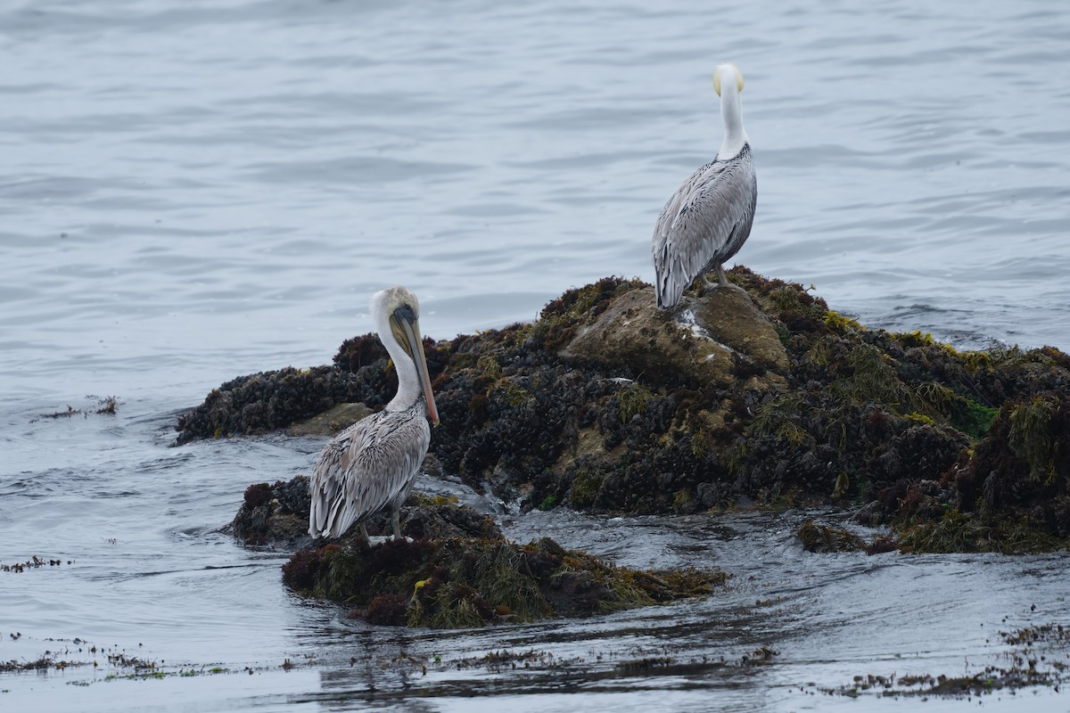 Brown Pelican (California) - ML642316644