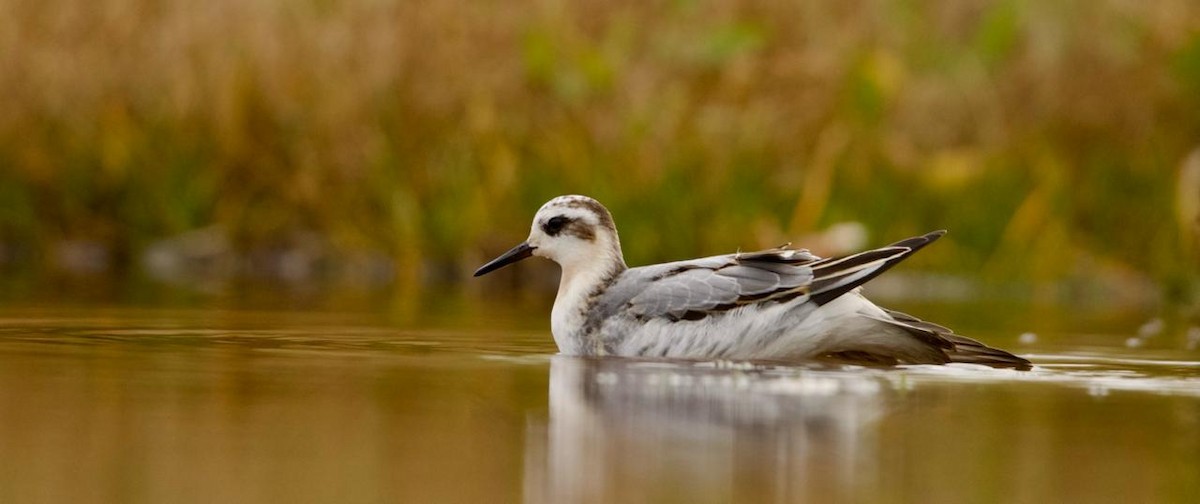 Phalarope à bec large - ML642316670