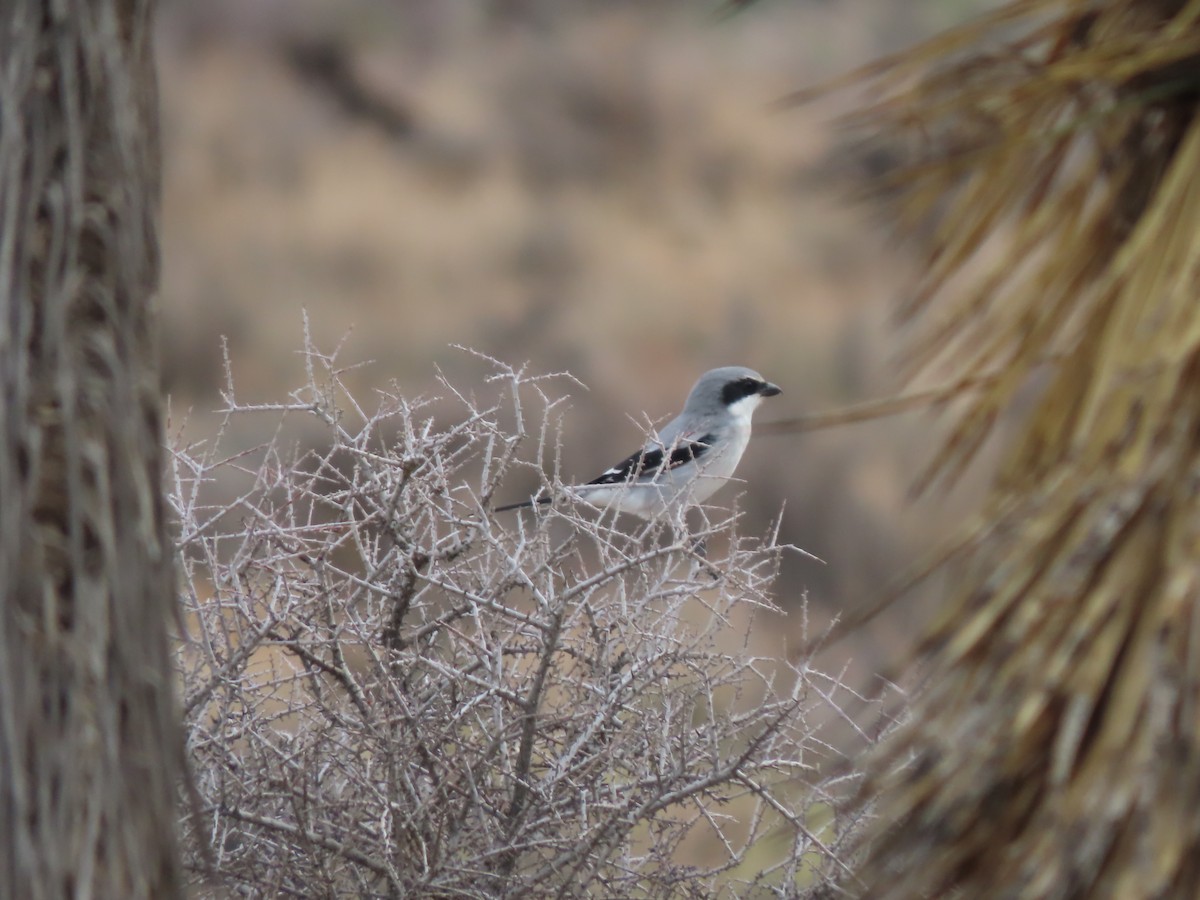 Pie-grièche migratrice - ML642316676