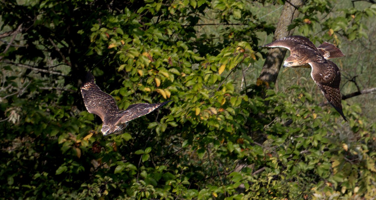 Red-tailed Hawk - ML642316683