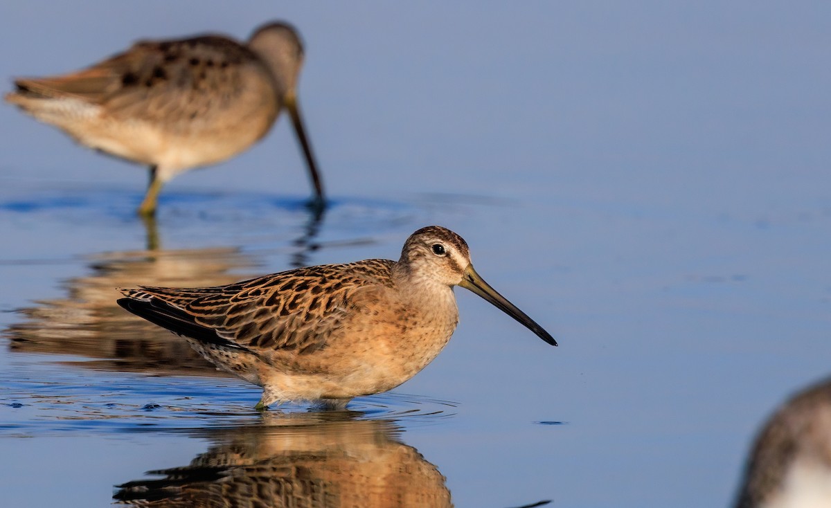 Short-billed Dowitcher - ML642316684