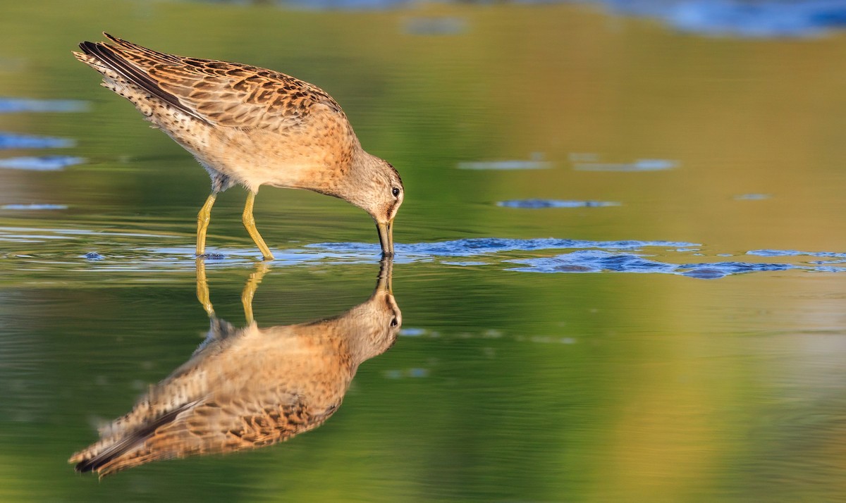 Short-billed Dowitcher - ML642316685