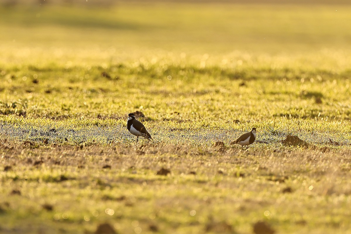 Banded Lapwing - ML642316686