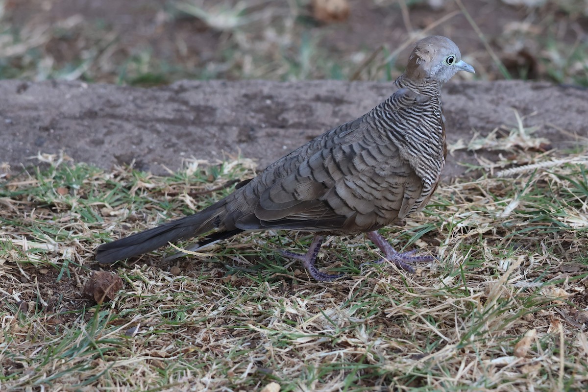 Zebra Dove - ML642316687