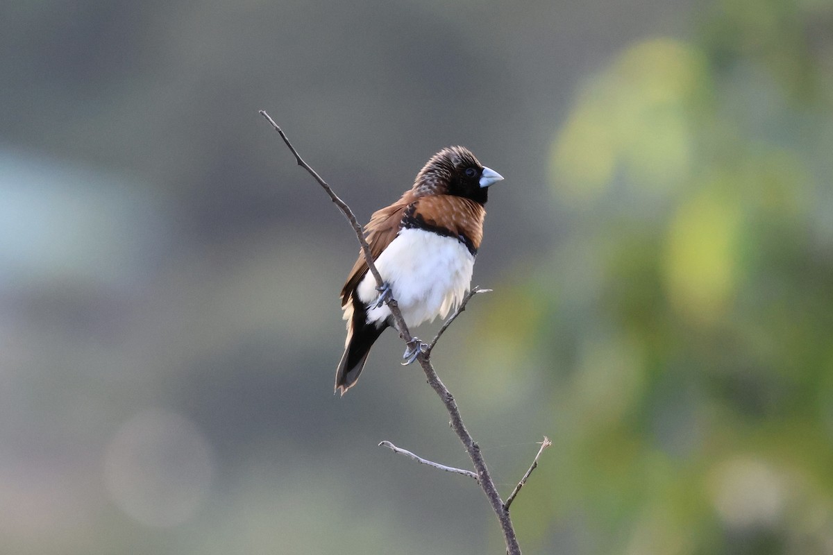 Chestnut-breasted Munia - ML642316688