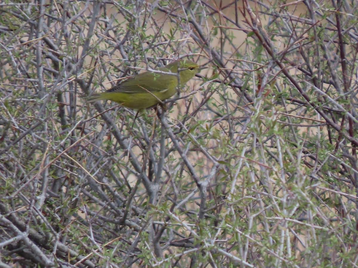 Orange-crowned Warbler - ML642316689