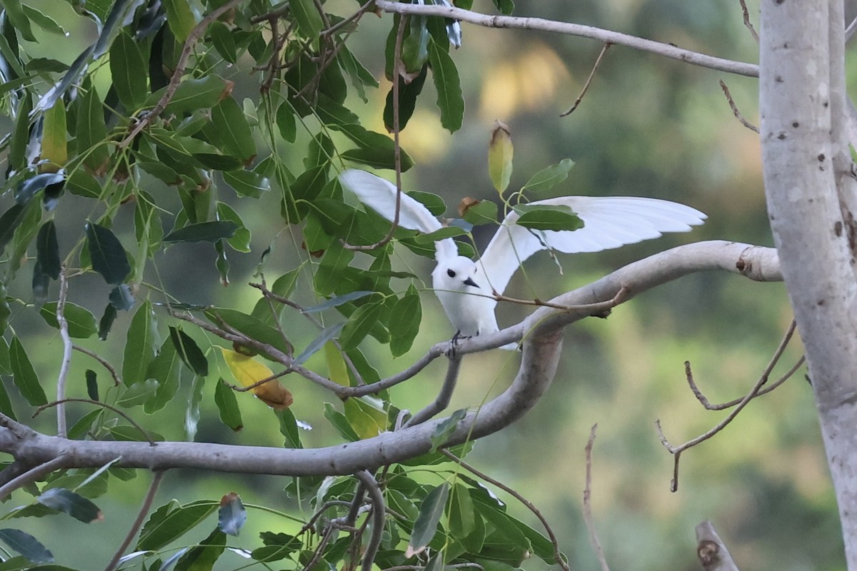 White Tern - ML642316690