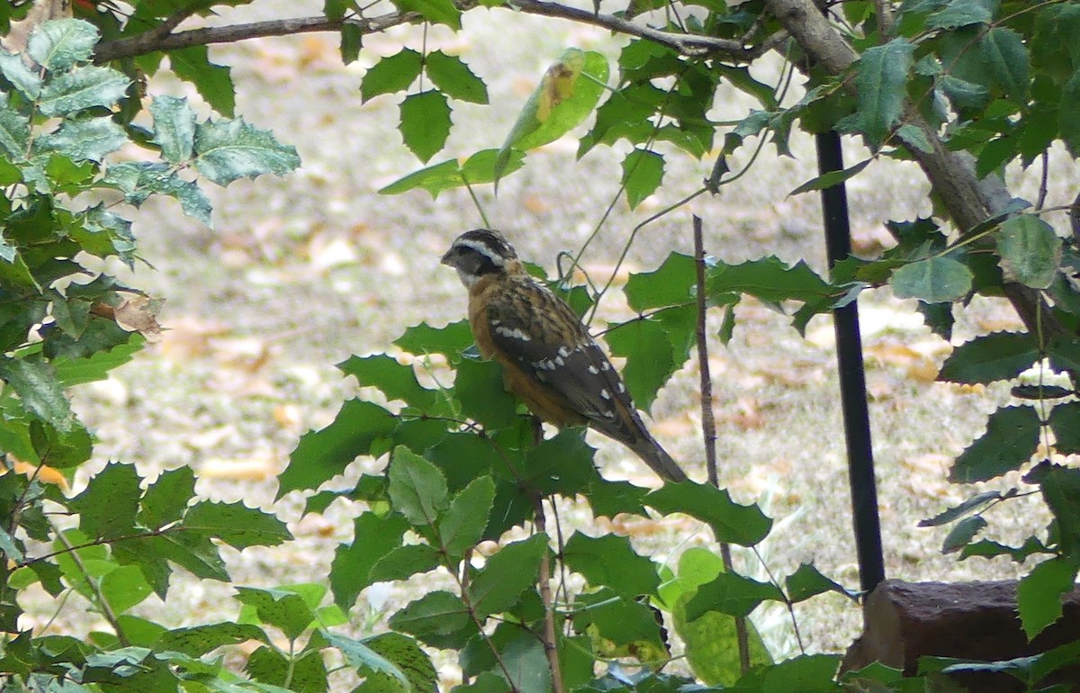 Black-headed Grosbeak - ML642316691