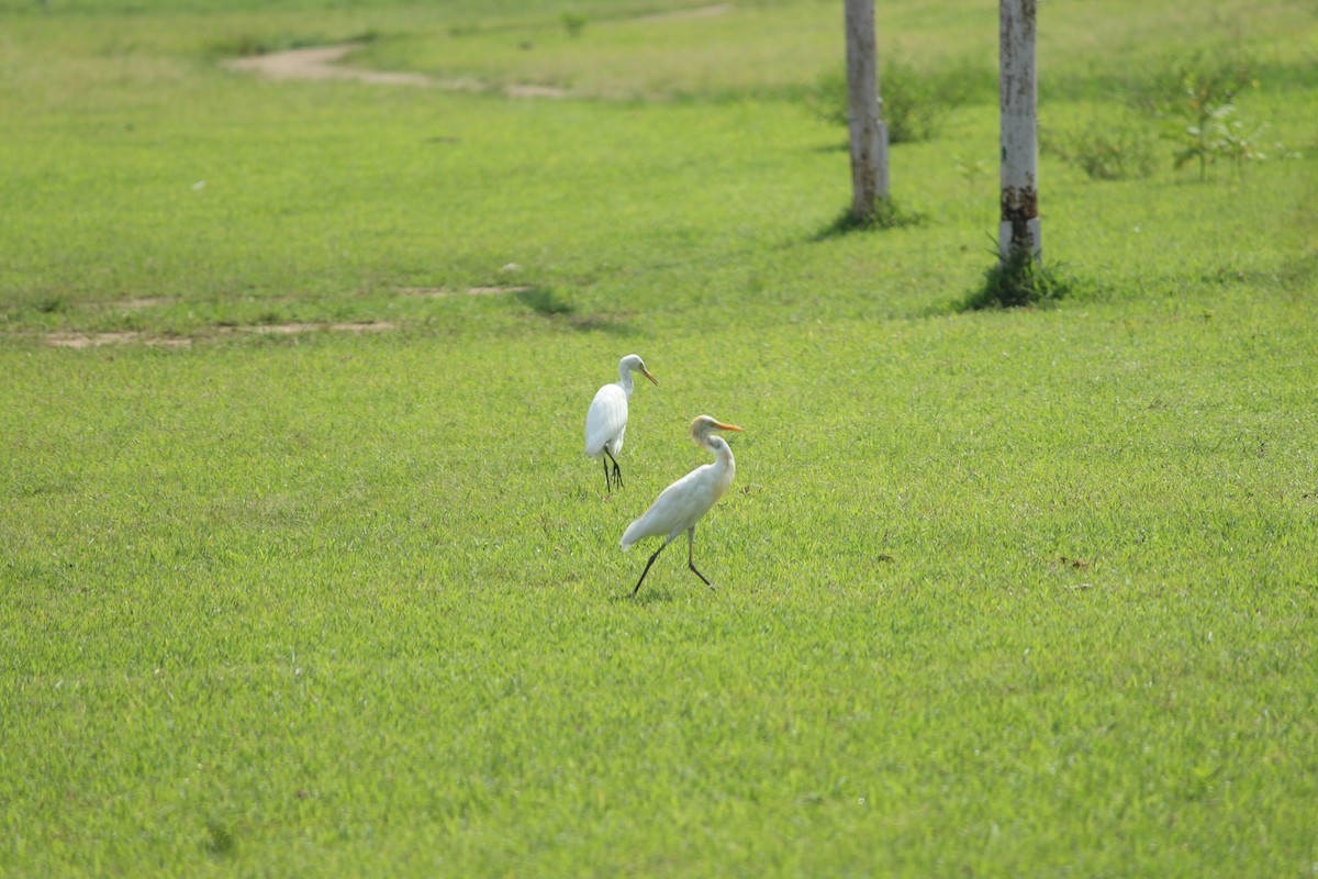 Eastern Cattle-Egret - ML642316693