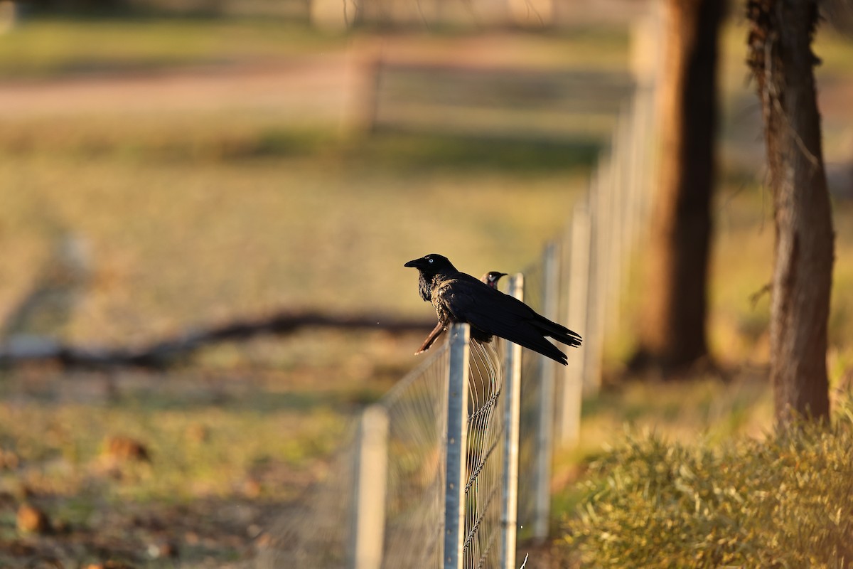 Australian Raven - ML642316695
