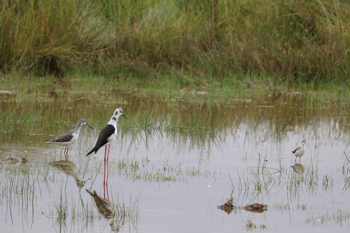 Black-winged Stilt - ML642316696