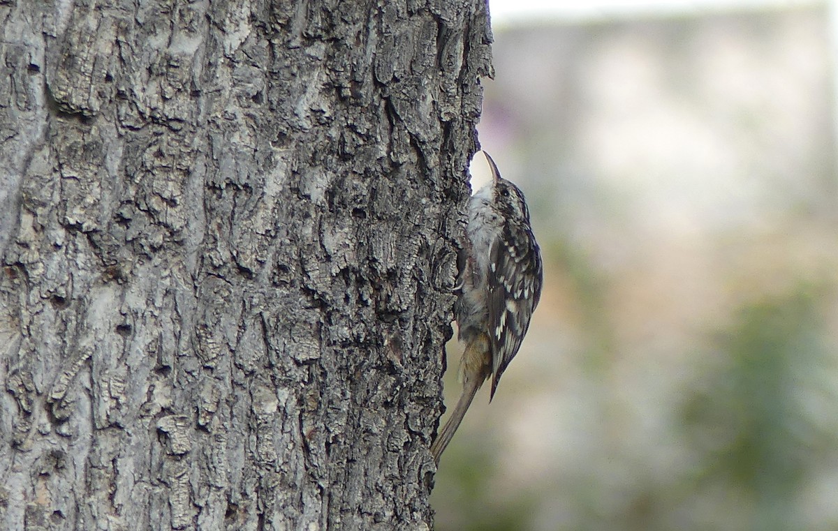 Brown Creeper - ML642316697
