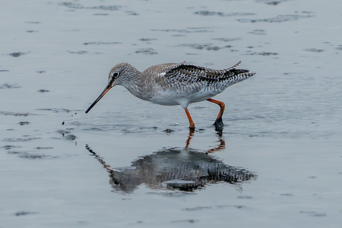 Spotted Redshank - ML642316698