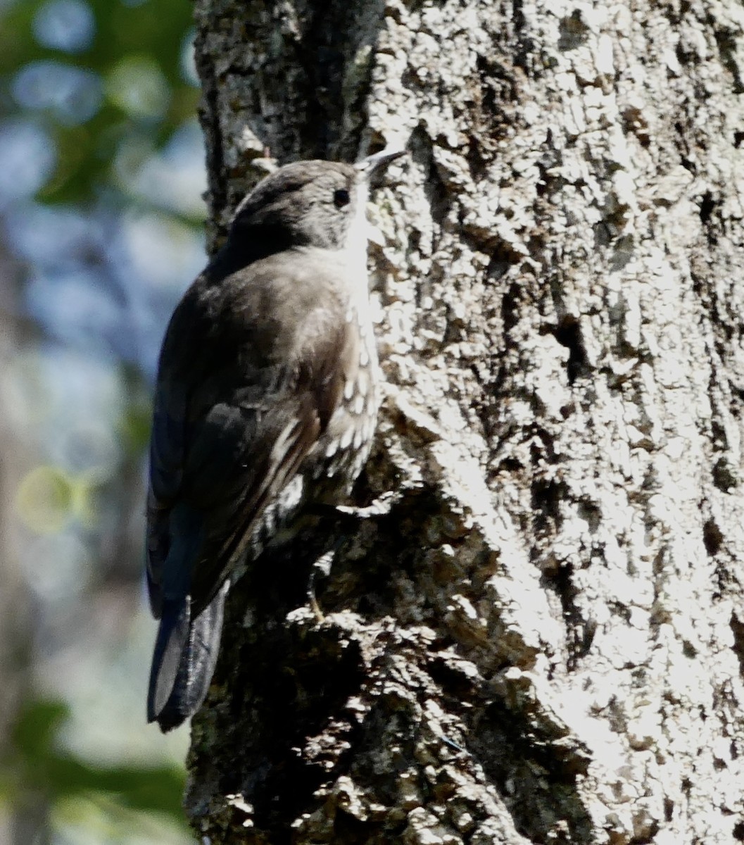 White-throated Treecreeper - ML642316699