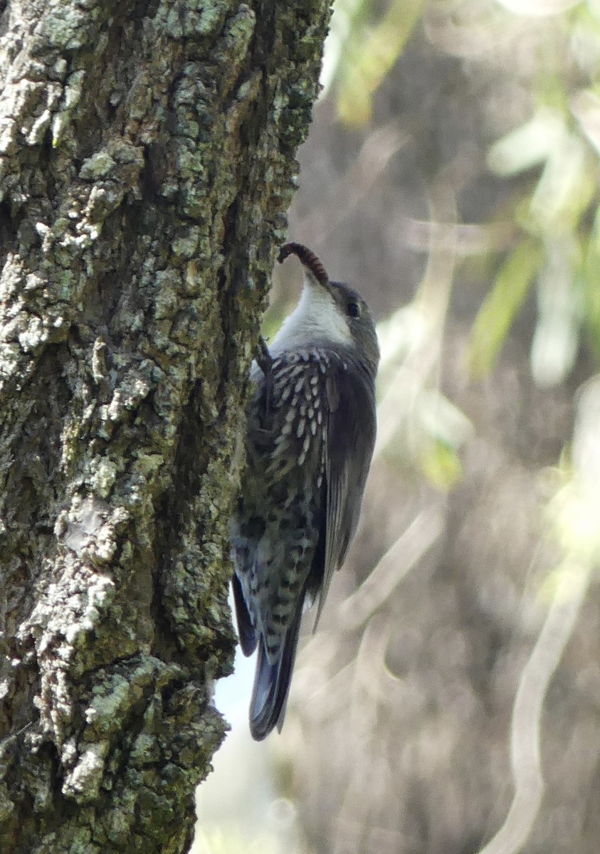 White-throated Treecreeper - ML642316701