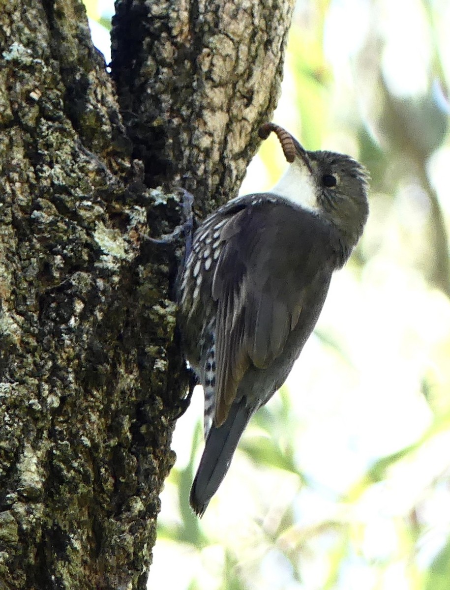 White-throated Treecreeper - ML642316702