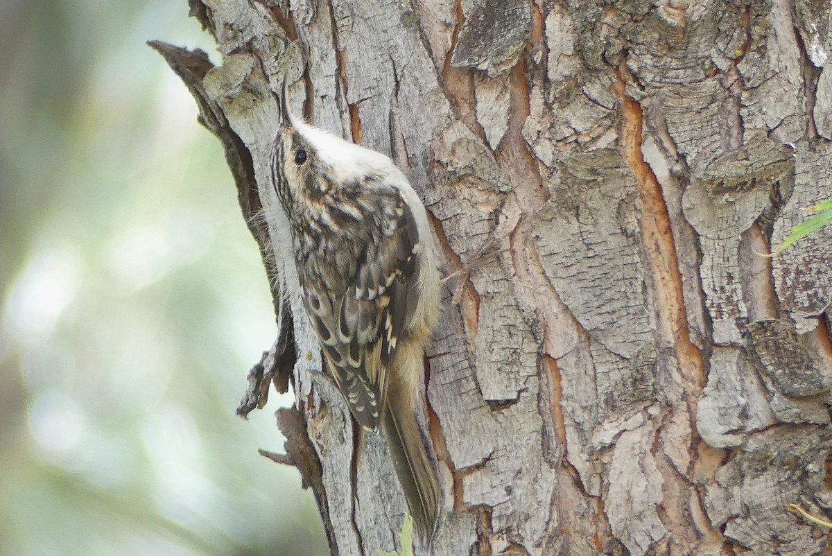 Brown Creeper - ML642316703