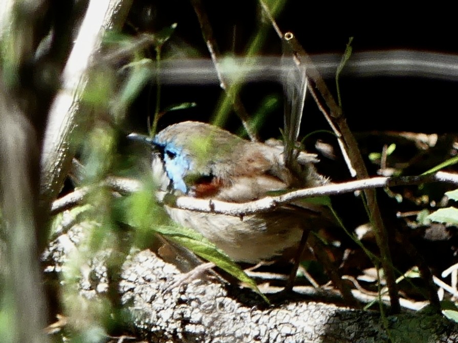 Variegated Fairywren - ML642316704