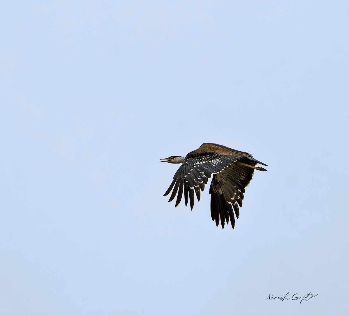 Great Indian Bustard - ML642316705
