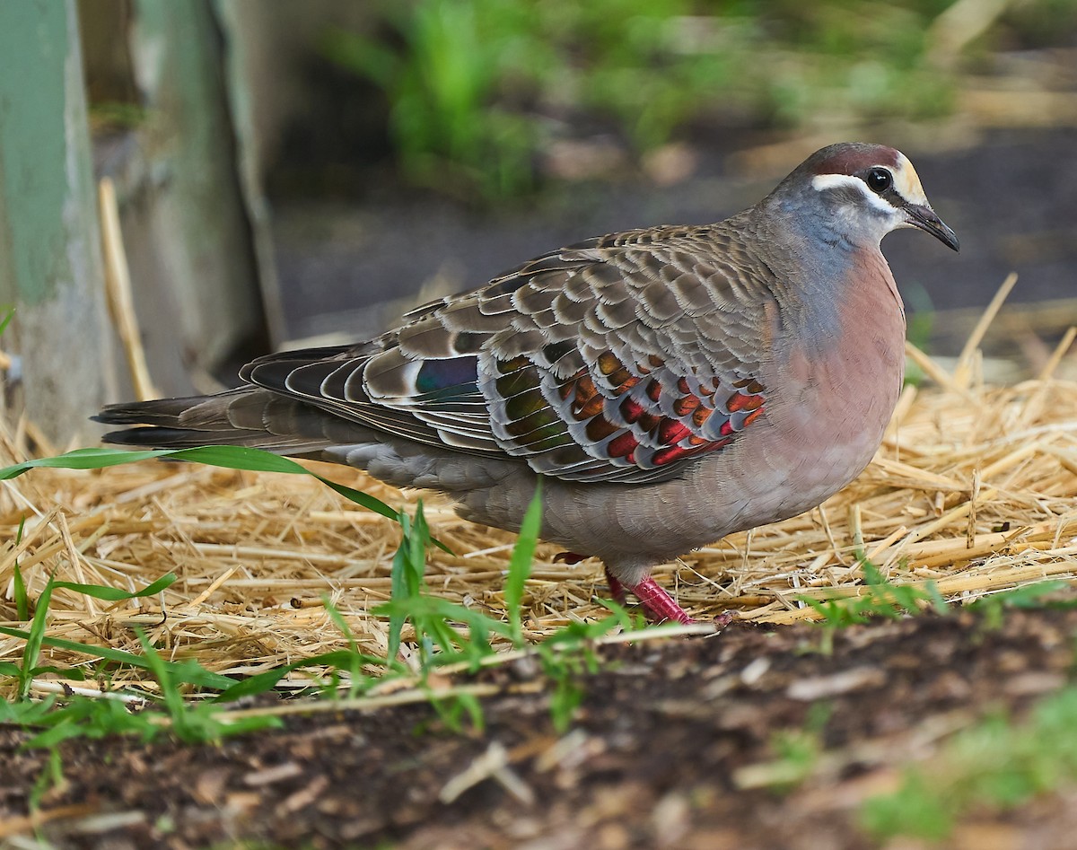 Common Bronzewing - ML642316708