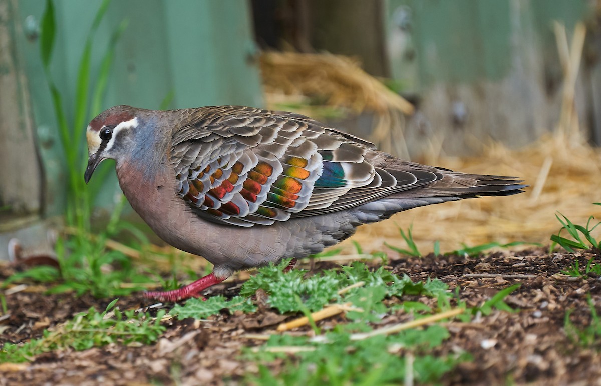 Common Bronzewing - ML642316709