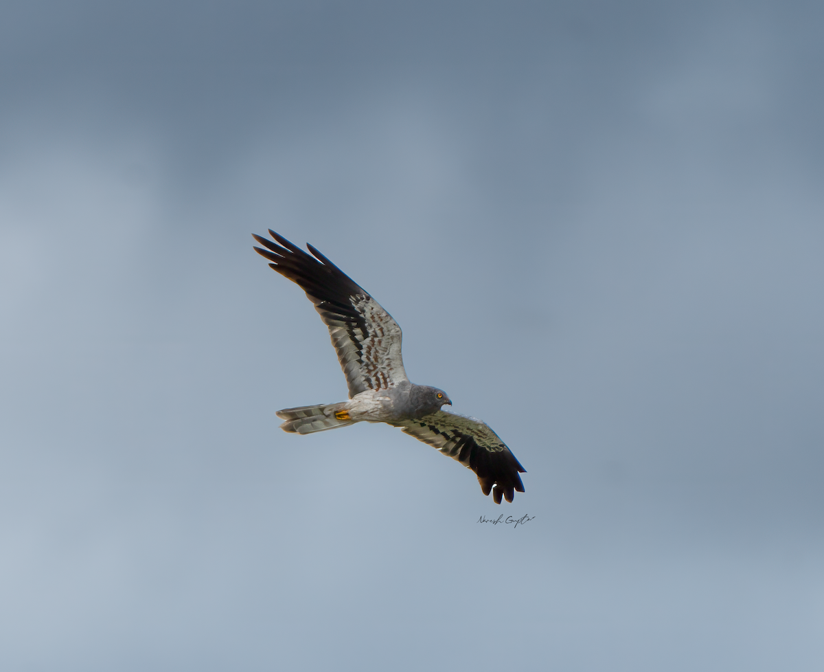 Montagu's Harrier - ML642316710
