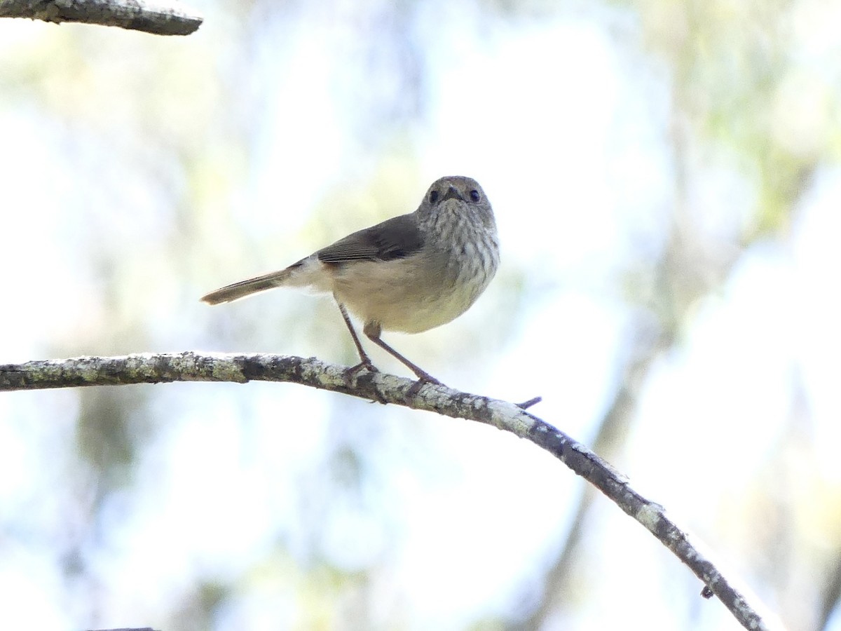 Brown Thornbill - ML642316711