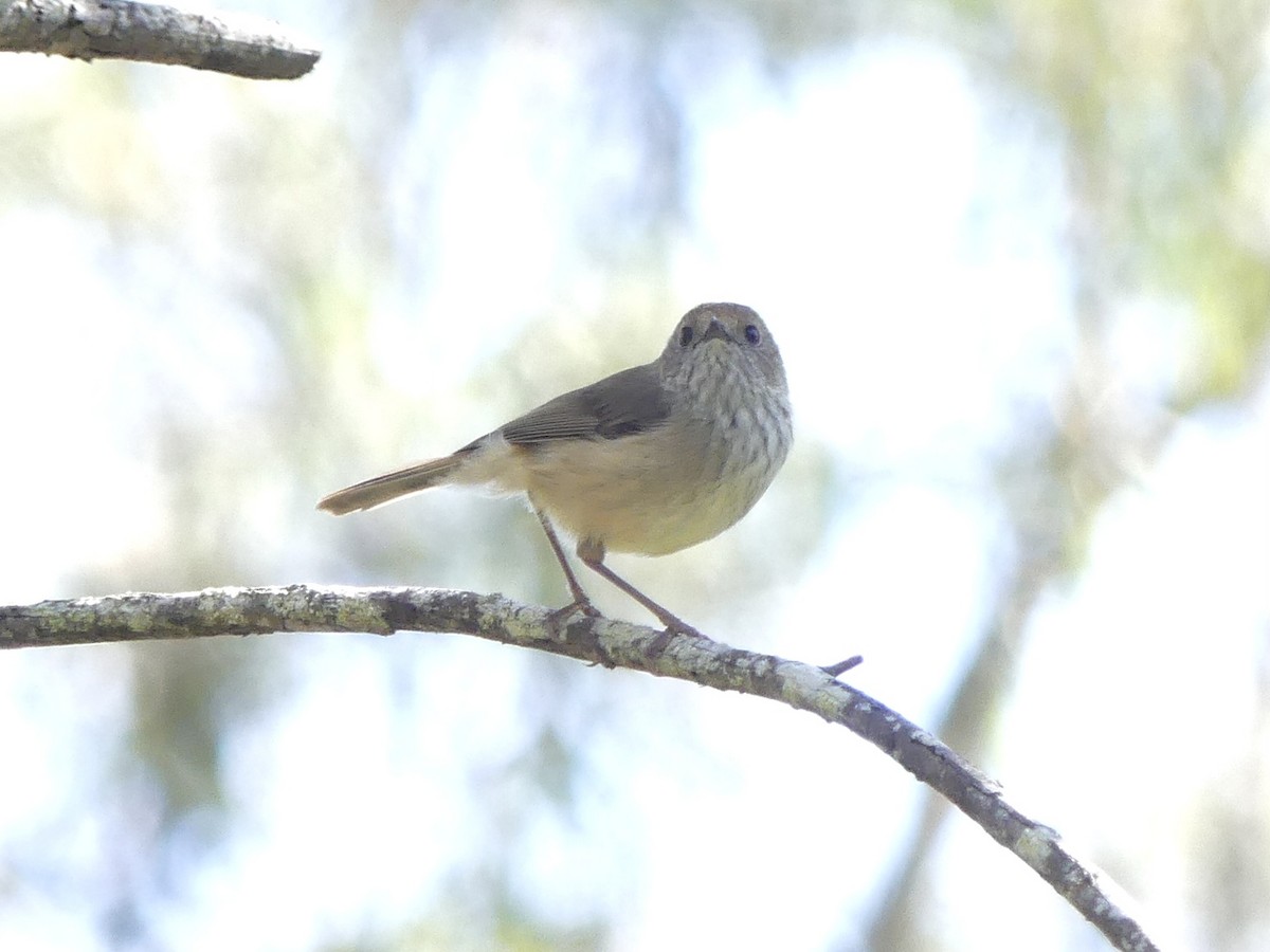 Brown Thornbill - ML642316712