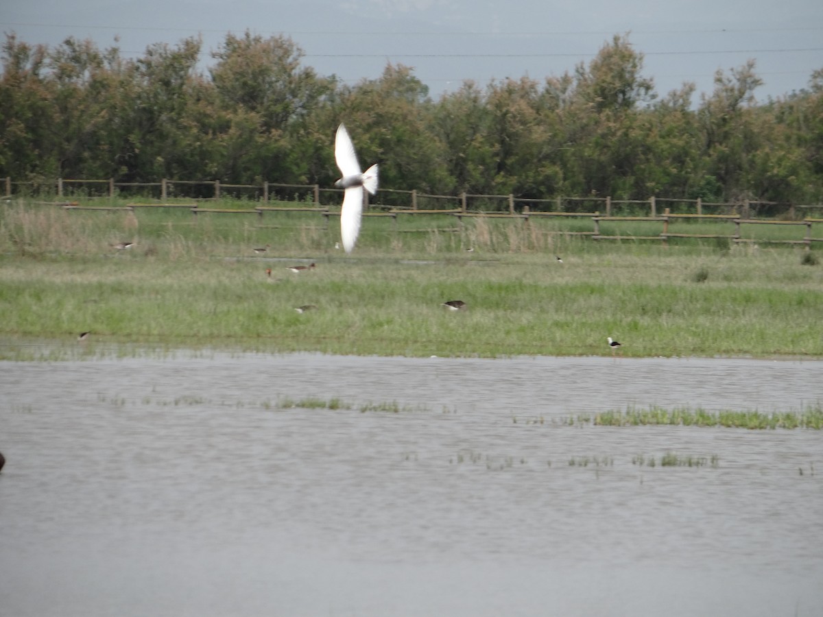 Whiskered Tern - ML642316713