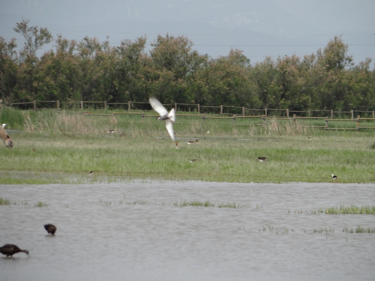 Whiskered Tern - ML642316714