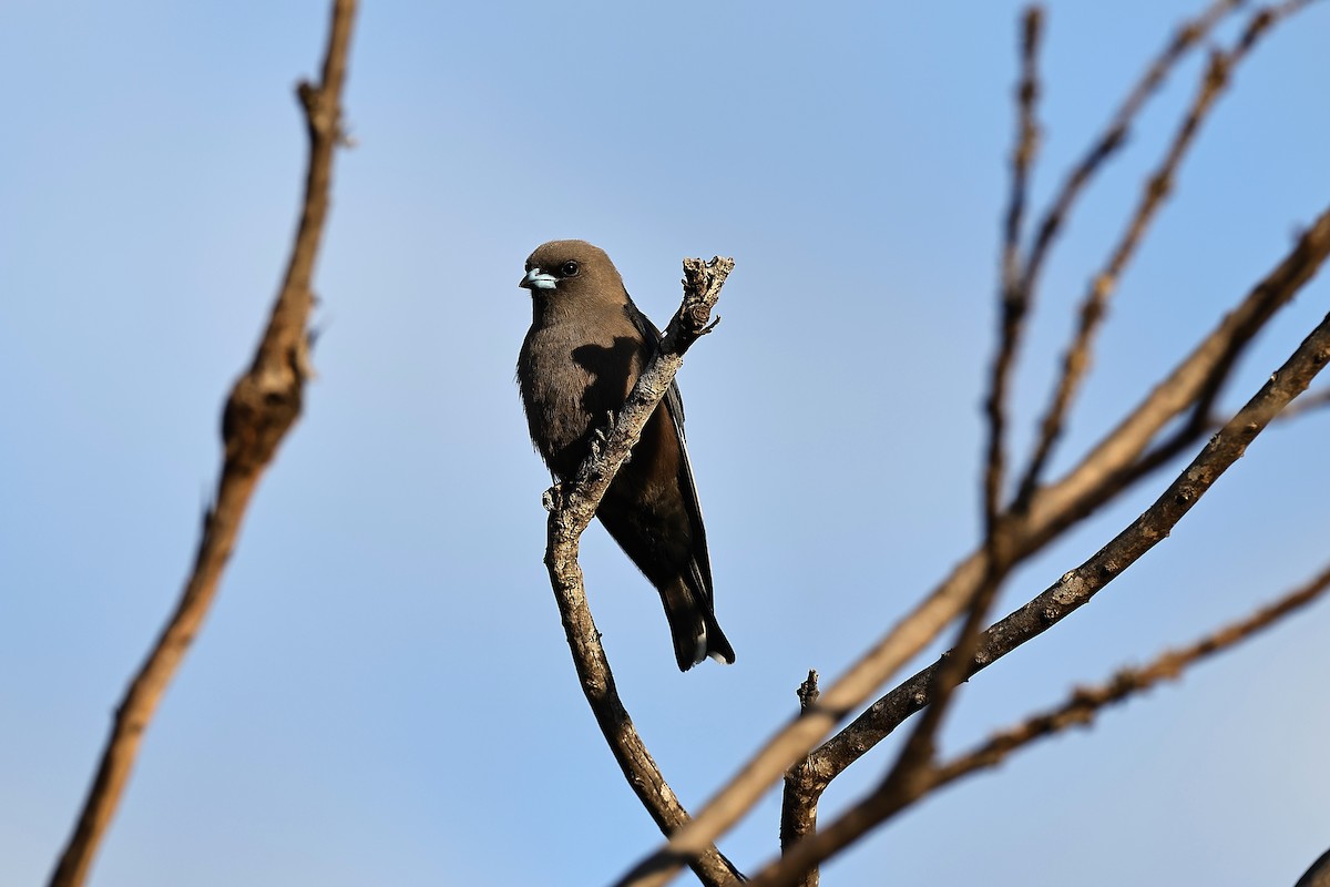 Dusky Woodswallow - ML642316715