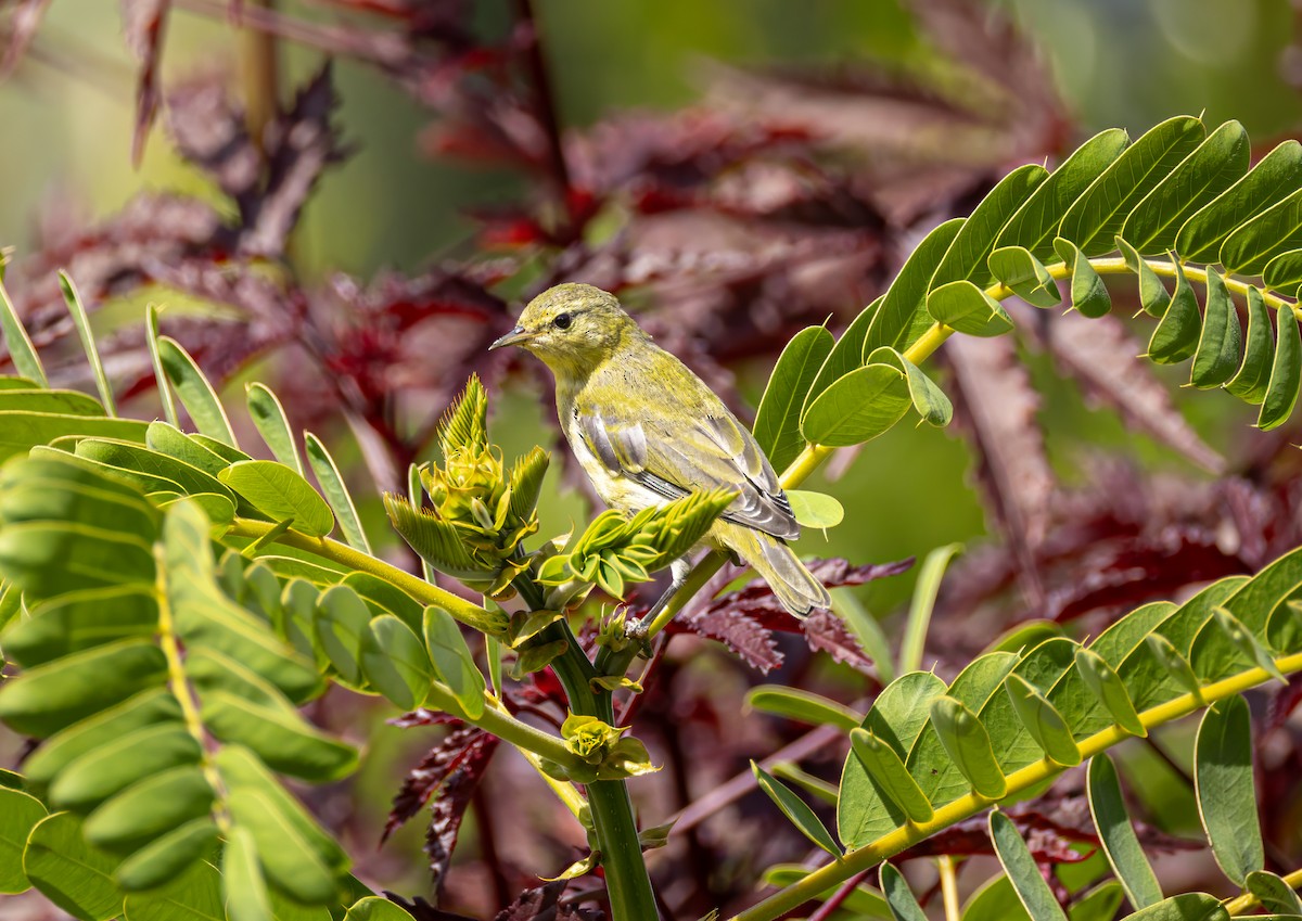 Tennessee Warbler - ML642316716