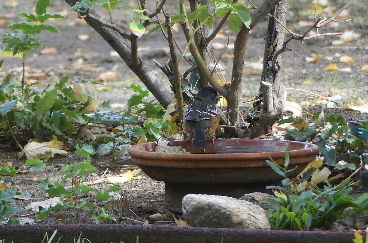 ホシワキアカトウヒチョウ - ML642316731