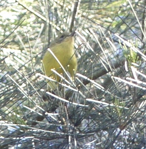 Yellow Thornbill - ML642316765