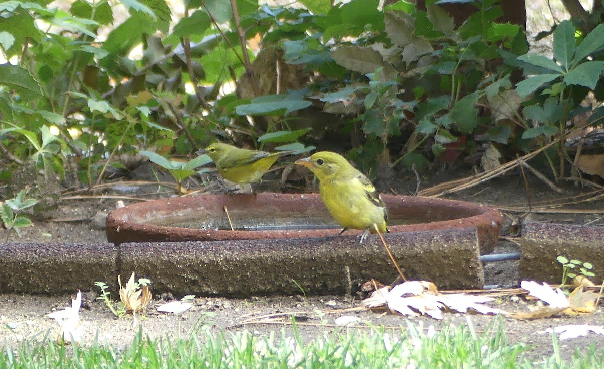 Western Tanager - ML642316781