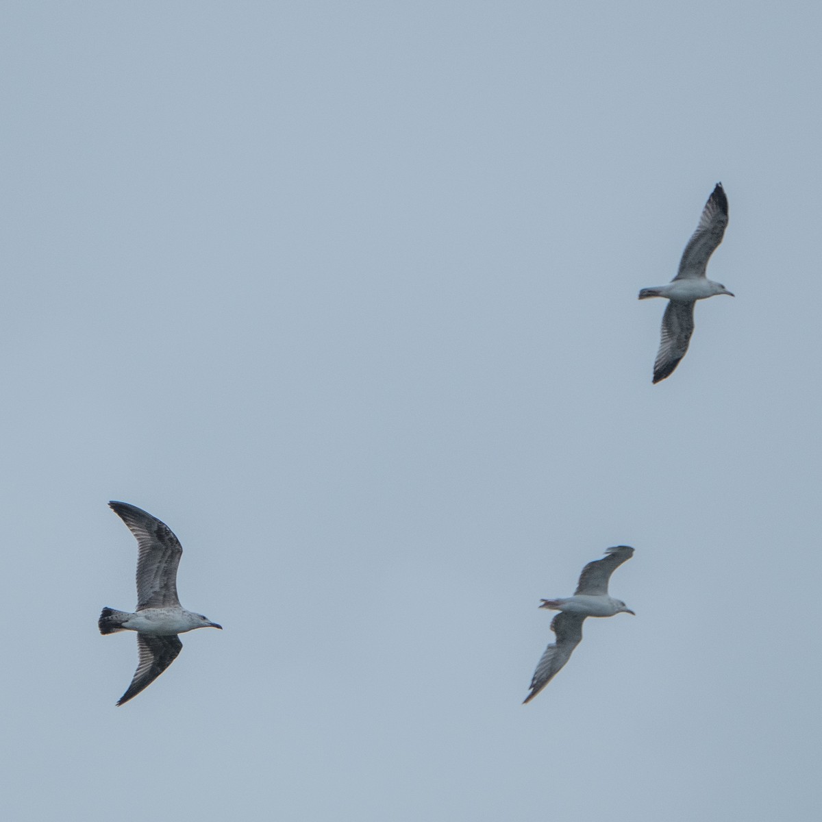 Caspian Gull - ML642316786