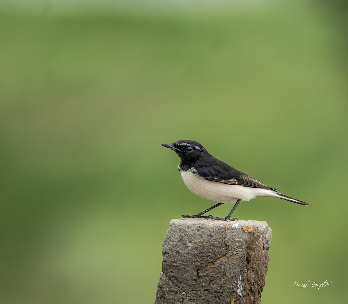 Variable Wheatear - ML642316787