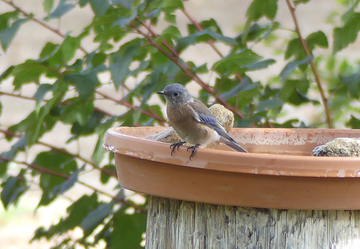 Western Bluebird - ML642316799