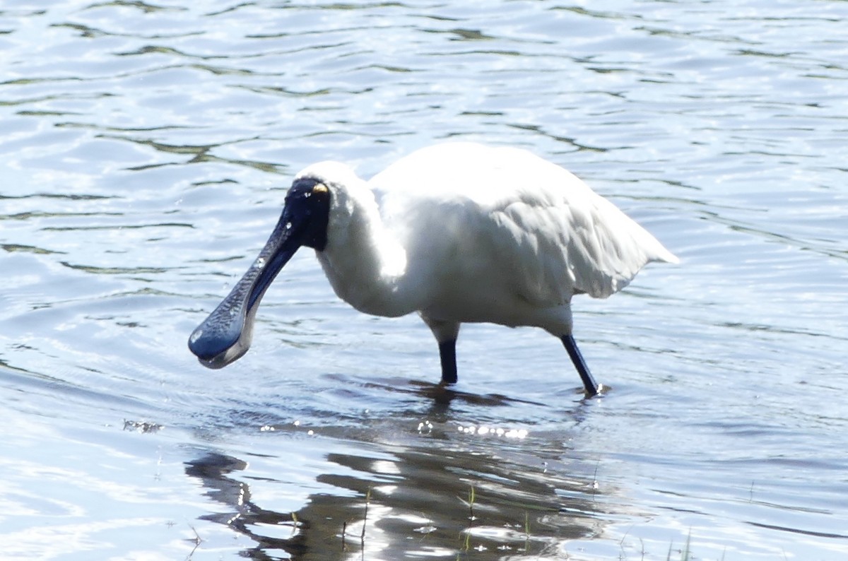Royal Spoonbill - ML642316800